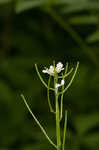 Garlic mustard